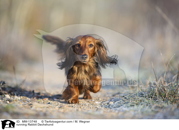 rennender Kaninchendackel / running Rabbit Dachshund / MW-13748