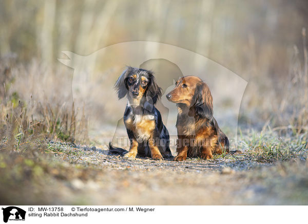 sitzende Kaninchendackel / sitting Rabbit Dachshund / MW-13758