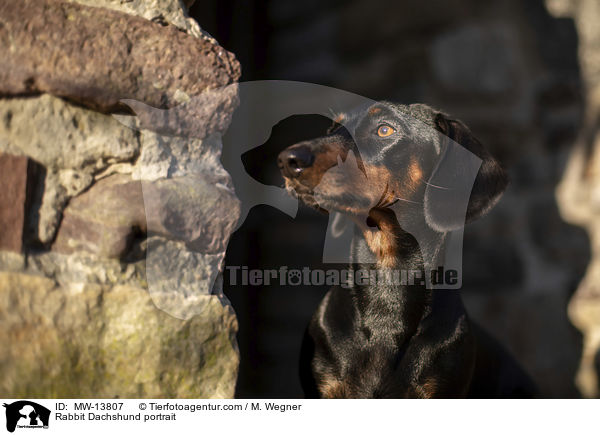 Kaninchendackel Portrait / Rabbit Dachshund portrait / MW-13807
