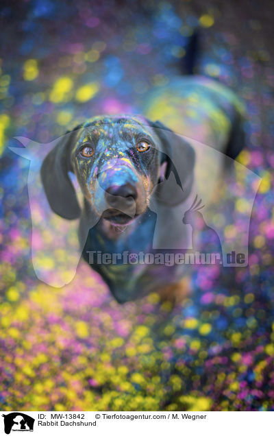Kaninchendackel / Rabbit Dachshund / MW-13842