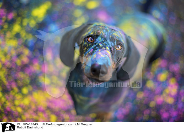 Kaninchendackel / Rabbit Dachshund / MW-13845