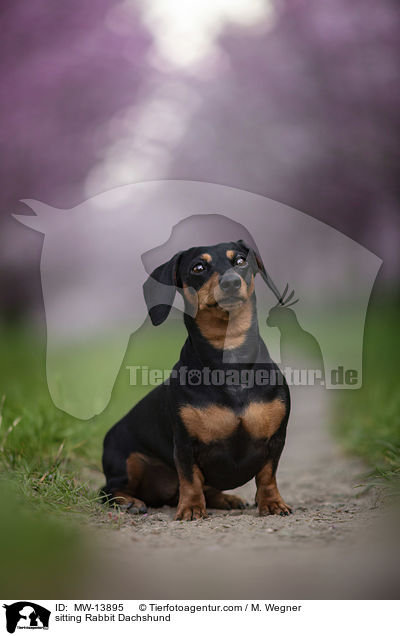 sitzender Kaninchendackel / sitting Rabbit Dachshund / MW-13895