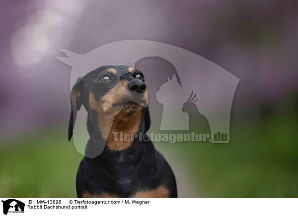 Kaninchendackel Portrait / Rabbit Dachshund portrait / MW-13898