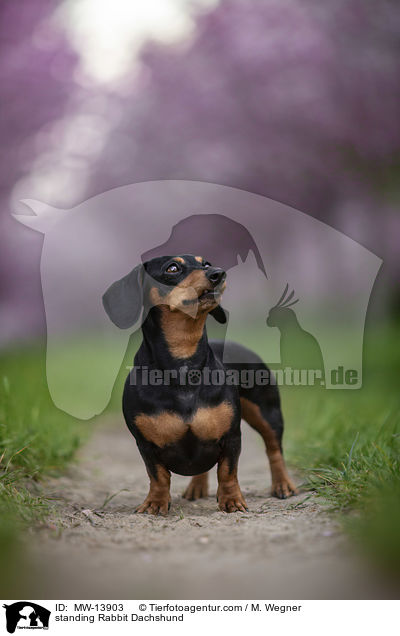 stehender Kaninchendackel / standing Rabbit Dachshund / MW-13903