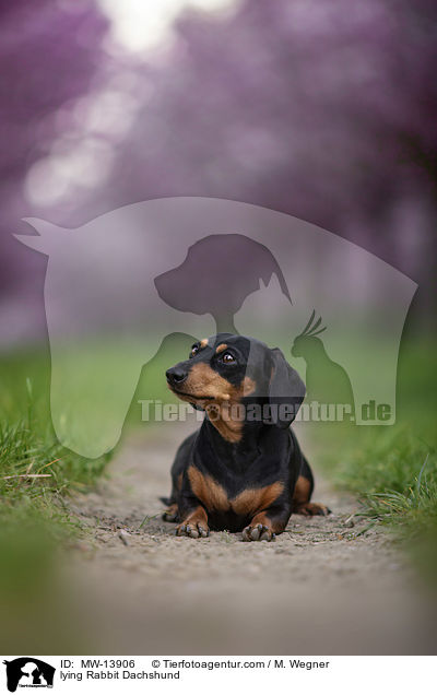 liegender Kaninchendackel / lying Rabbit Dachshund / MW-13906