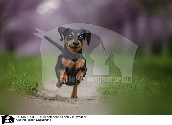rennender Kaninchendackel / running Rabbit Dachshund / MW-13909