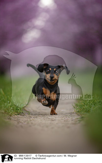 rennender Kaninchendackel / running Rabbit Dachshund / MW-13917