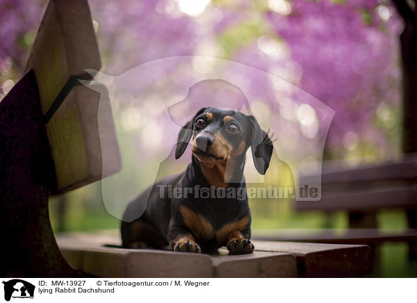 liegender Kaninchendackel / lying Rabbit Dachshund / MW-13927