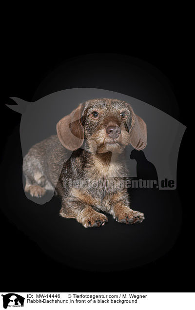 Kaninchendackel vor schwarzem Hintergrund / Rabbit-Dachshund in front of a black background / MW-14446