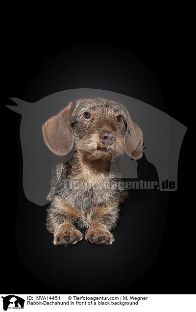 Rabbit-Dachshund in front of a black background / MW-14451