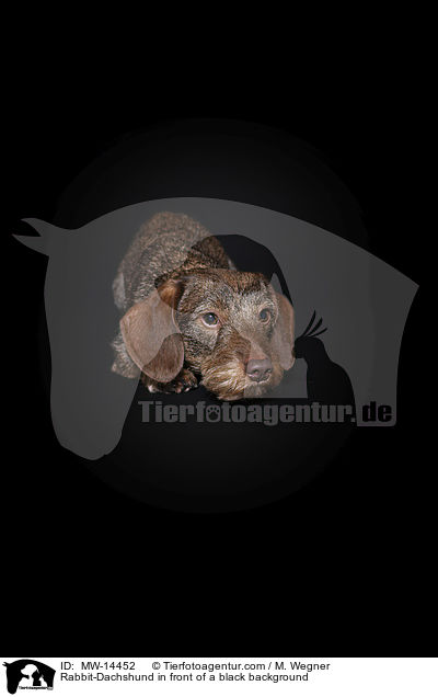 Kaninchendackel vor schwarzem Hintergrund / Rabbit-Dachshund in front of a black background / MW-14452