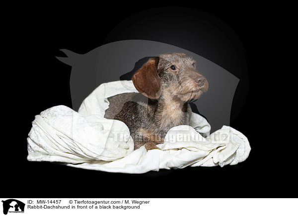 Rabbit-Dachshund in front of a black background / MW-14457