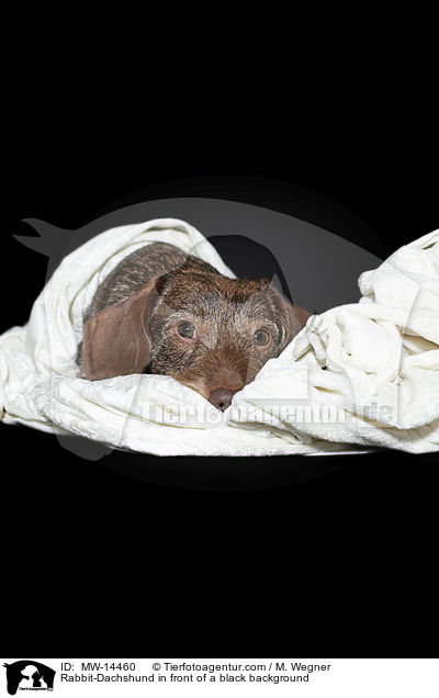 Rabbit-Dachshund in front of a black background / MW-14460