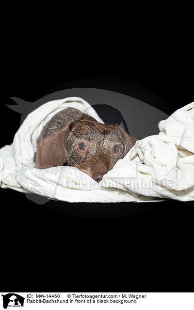 Kaninchendackel vor schwarzem Hintergrund / Rabbit-Dachshund in front of a black background / MW-14460