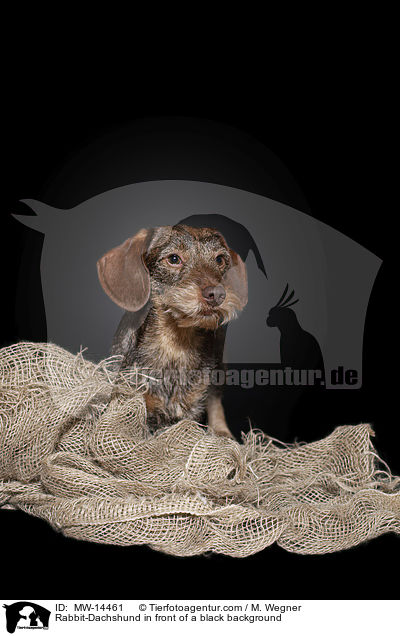 Kaninchendackel vor schwarzem Hintergrund / Rabbit-Dachshund in front of a black background / MW-14461