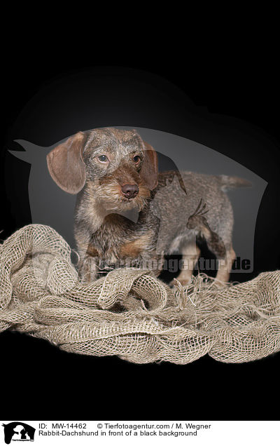 Rabbit-Dachshund in front of a black background / MW-14462