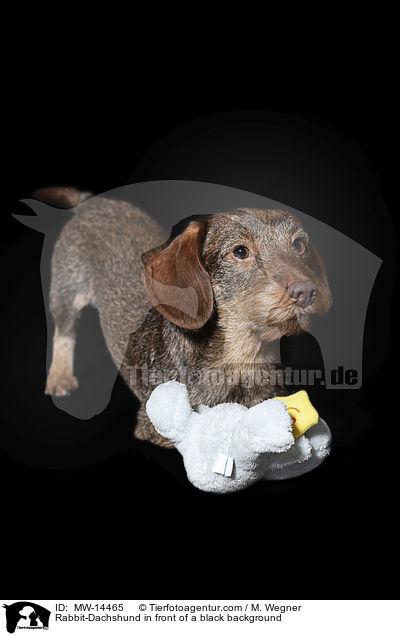 Kaninchendackel vor schwarzem Hintergrund / Rabbit-Dachshund in front of a black background / MW-14465