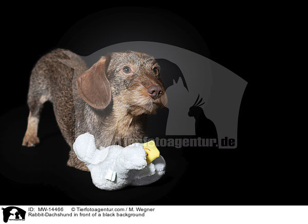 Rabbit-Dachshund in front of a black background / MW-14466