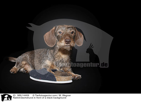 Rabbit-Dachshund in front of a black background / MW-14469