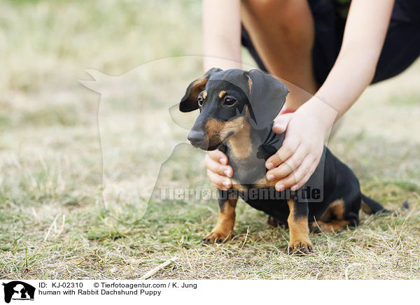 human with Rabbit Dachshund Puppy / KJ-02310