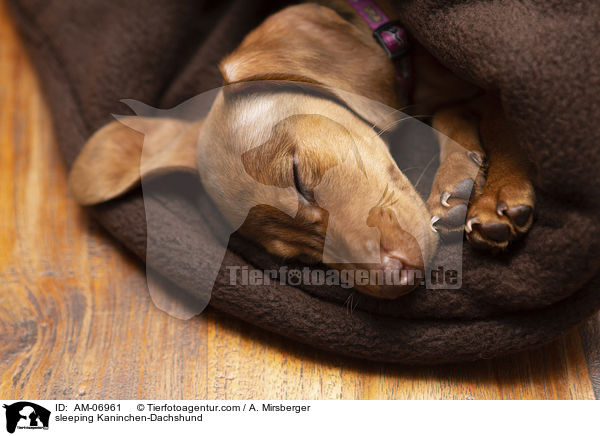 schlafender Kaninchendackel / sleeping Kaninchen-Dachshund / AM-06961