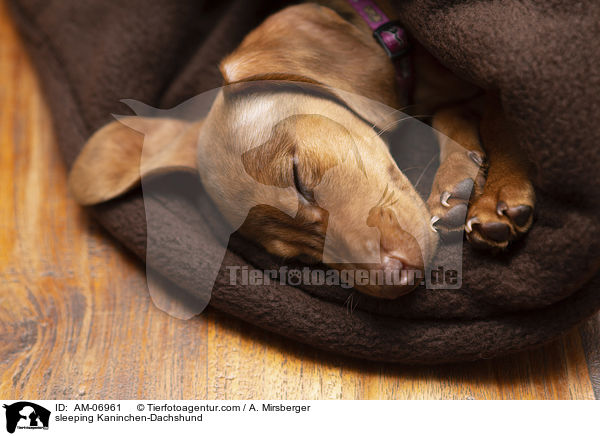 sleeping Kaninchen-Dachshund / AM-06961