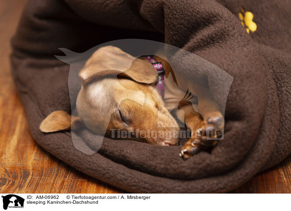 schlafender Kaninchendackel / sleeping Kaninchen-Dachshund / AM-06962