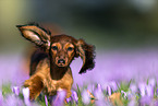 running Rabbit Dachshund