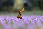 jumping Rabbit Dachshund