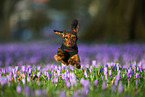 jumping Rabbit Dachshund