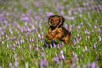 running Rabbit Dachshund