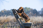 standing Rabbit Dachshund