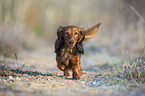 running Rabbit Dachshund