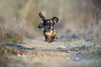 running Rabbit Dachshund