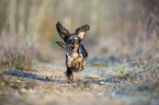 running Rabbit Dachshund