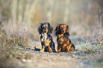 sitting Rabbit Dachshund