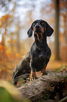 standing Rabbit Dachshund