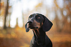 Rabbit Dachshund portrait