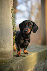 standing Rabbit Dachshund