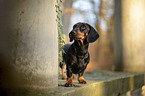 standing Rabbit Dachshund