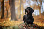 standing Rabbit Dachshund