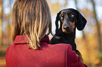 Rabbit Dachshund with woman
