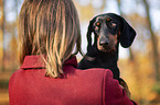 Rabbit Dachshund with woman