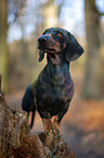 standing Rabbit Dachshund