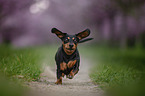 running Rabbit Dachshund