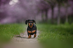 running Rabbit Dachshund