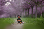 sitting Rabbit Dachshund