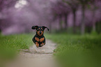 running Rabbit Dachshund