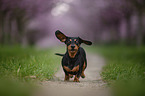 running Rabbit Dachshund