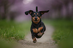 running Rabbit Dachshund